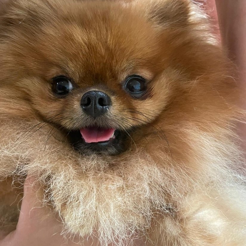 Animal interaction experience at festivals and community events