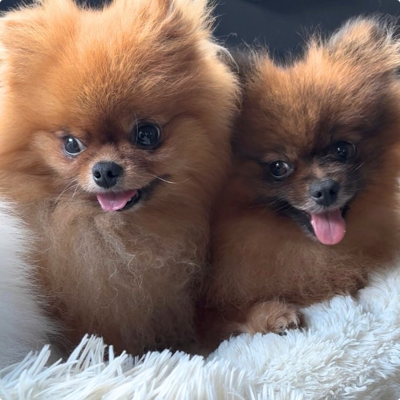 children pomeranian animal birthday party experience