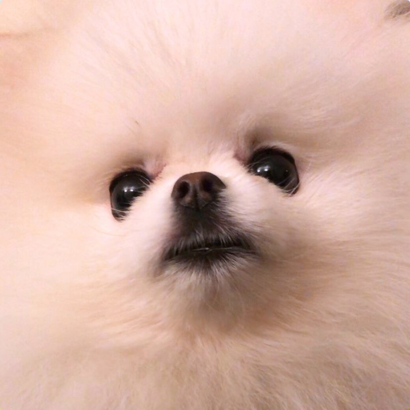 Therapy dogs at corporate wellbeing event in London