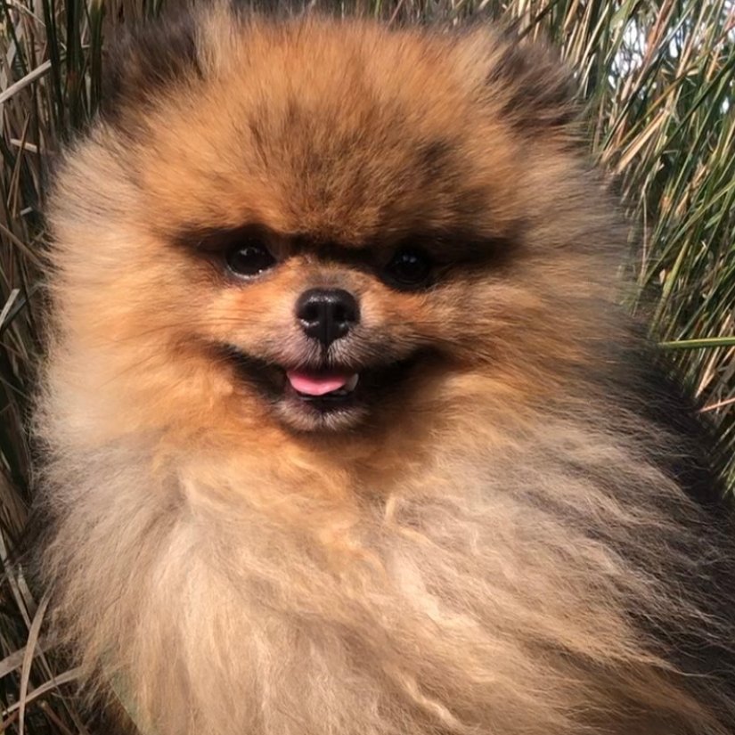 therapy dogs at wedding event in London